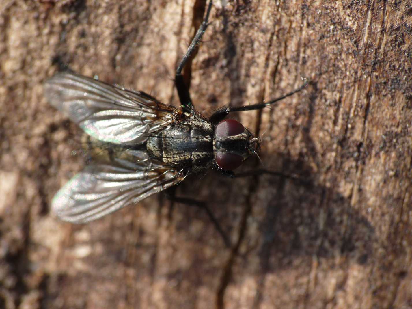 Rhinophoridae: possibile Phyto sp.